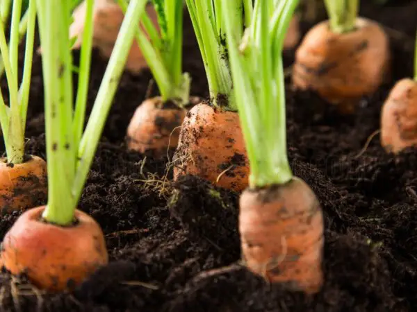 How to Cultivate Carrots in Minecraft: A Complete Guide
