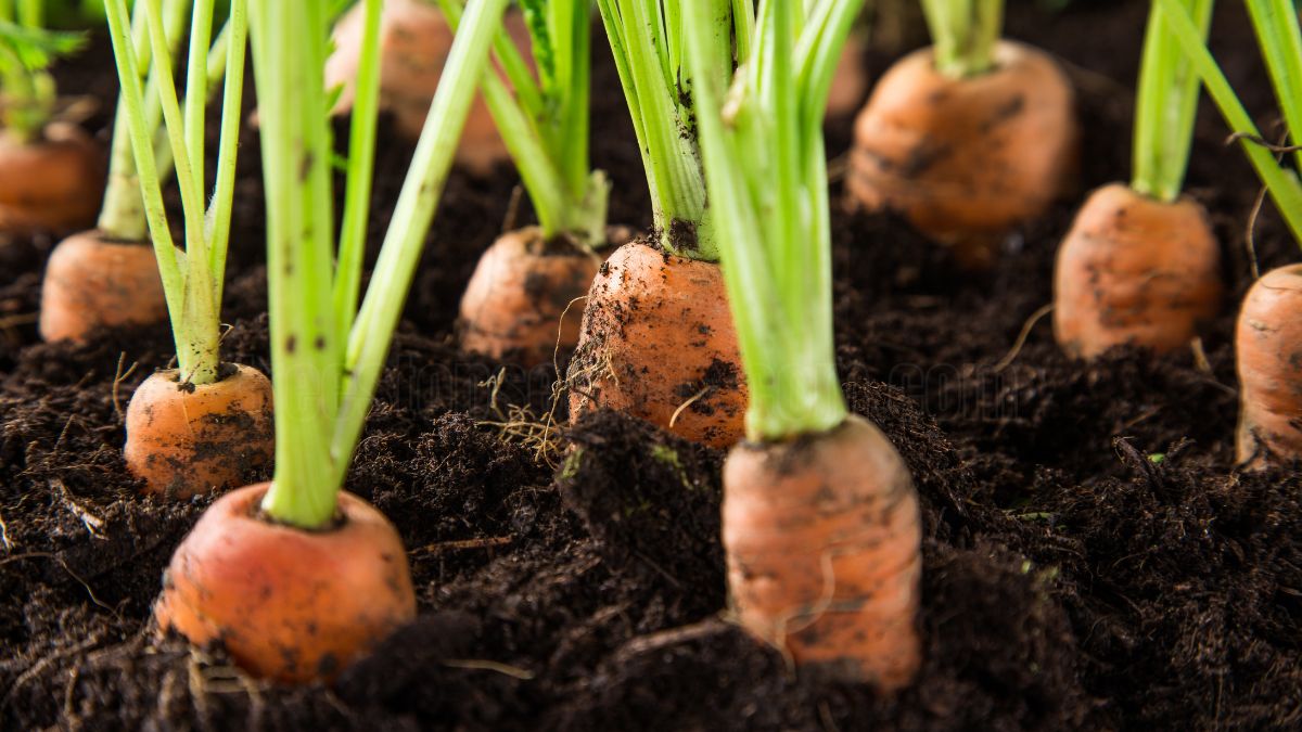 How to Cultivate Carrots in Minecraft: A Complete Guide