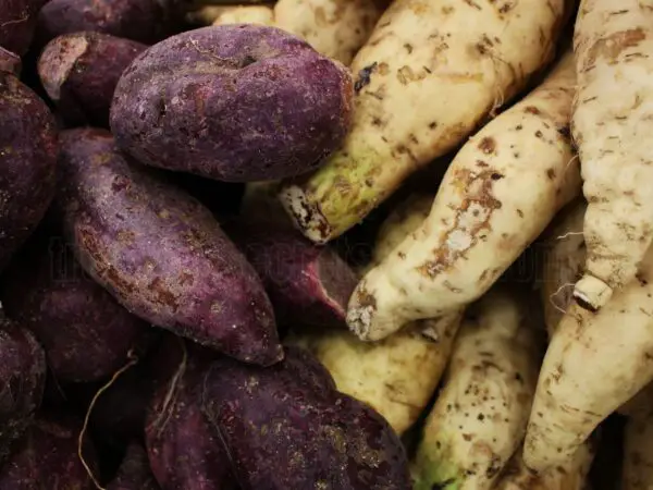 How to Cultivate Sweet Potatoes from Tubers