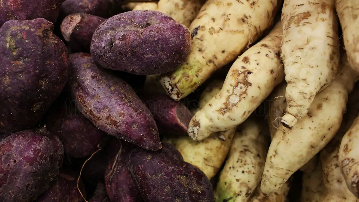 How to Cultivate Sweet Potatoes from Tubers