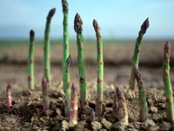 How to Grow Asparagus: Tips for Planting and Care
