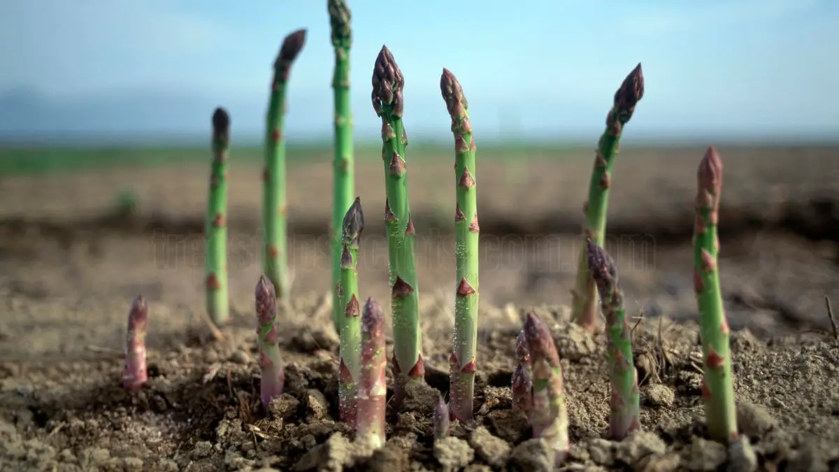 How to Grow Asparagus: Tips for Planting and Care