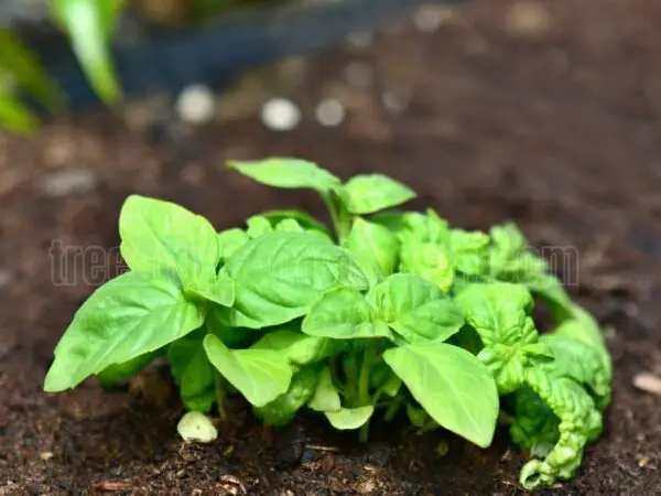 How to Grow Basil Plants: Tips for Healthy Growth and Harvesting