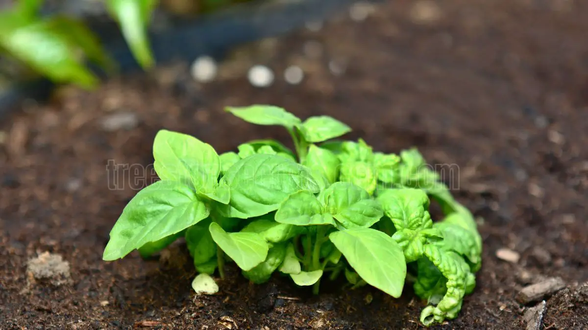 How to Grow Basil Plants: Tips for Healthy Growth and Harvesting