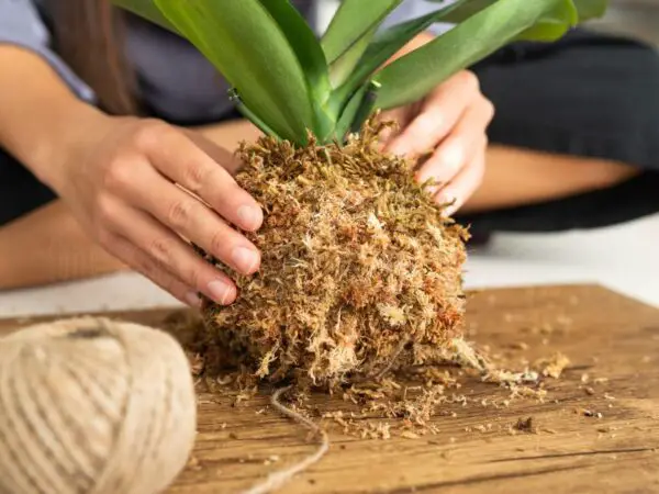 How to Grow Beautiful Indoor Moss: Tips and Techniques for Success