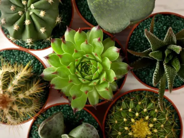 How to Grow Cacti in Minecraft - A Complete Guide