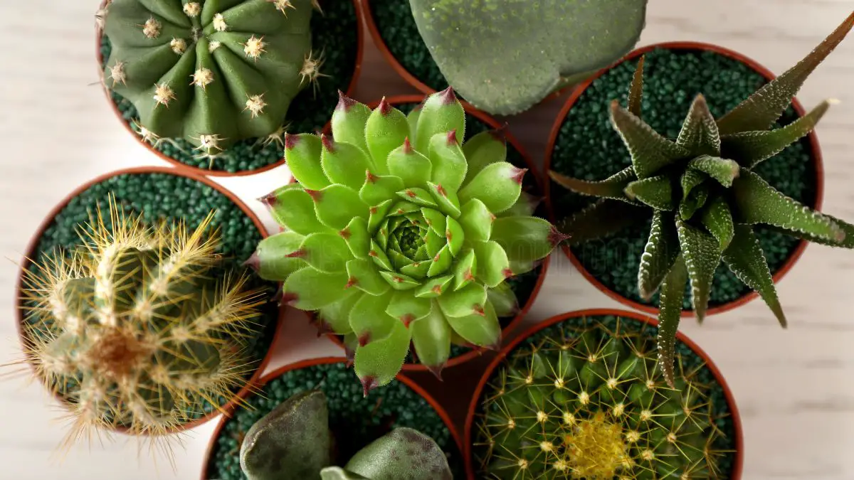 How to Grow Cacti in Minecraft - A Complete Guide