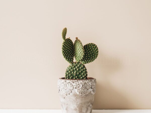 How to Grow Cactus in Minecraft - Step-by-Step Guide