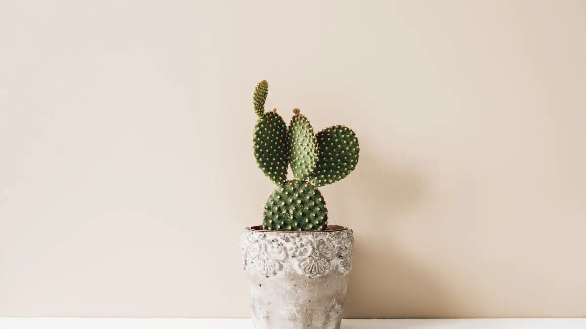 How to Grow Cactus in Minecraft - Step-by-Step Guide