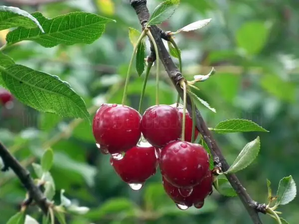 How to Grow Cherry Trees from Seed in Your Backyard