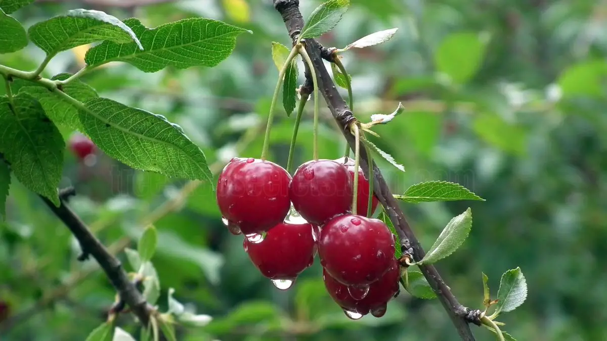 How to Grow Cherry Trees from Seed in Your Backyard