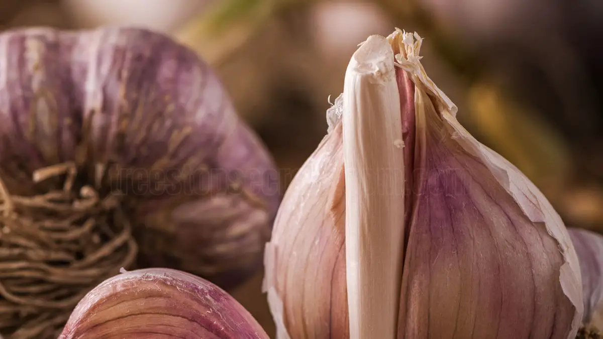 How to Grow Garlic from Cloves: A Step-by-Step Guide