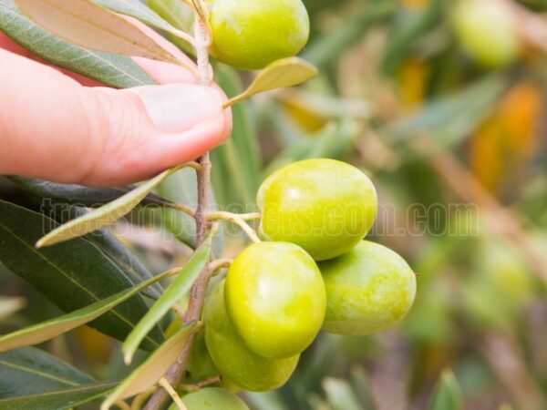 How to Grow Olives: A Comprehensive Guide to Olive Cultivation and Care