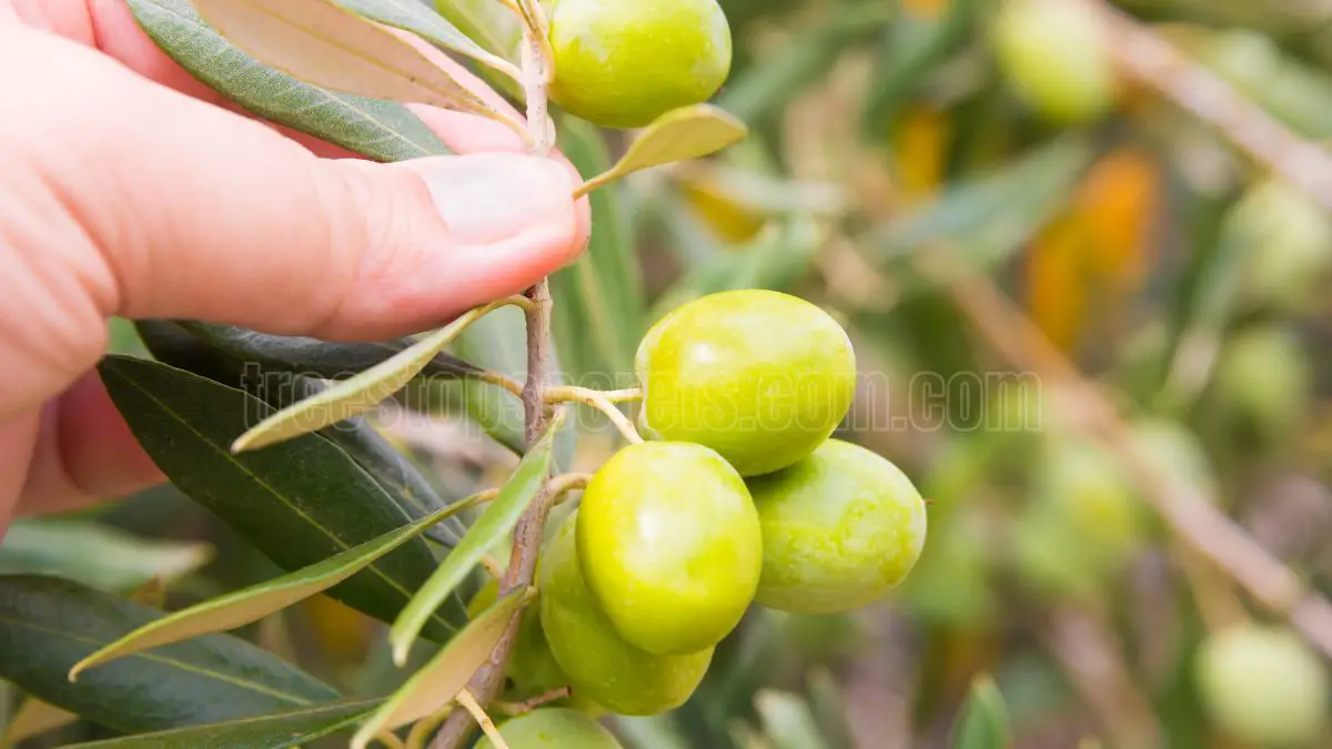 How to Grow Olives: A Comprehensive Guide to Olive Cultivation and Care
