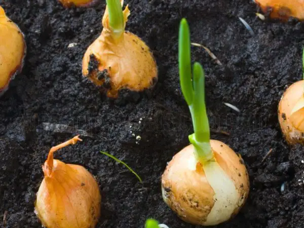 How to Grow Onions from an Onion | Step-by-Step Guide to Onion Growing...