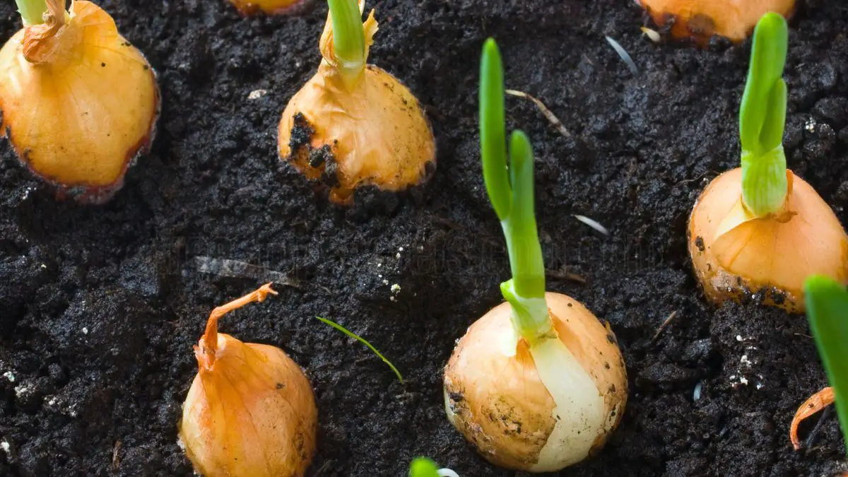 How to Grow Onions from an Onion | Step-by-Step Guide to Onion Growing...