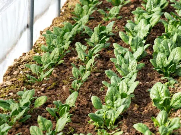 How to Grow Spinach: A Step-by-Step Guide