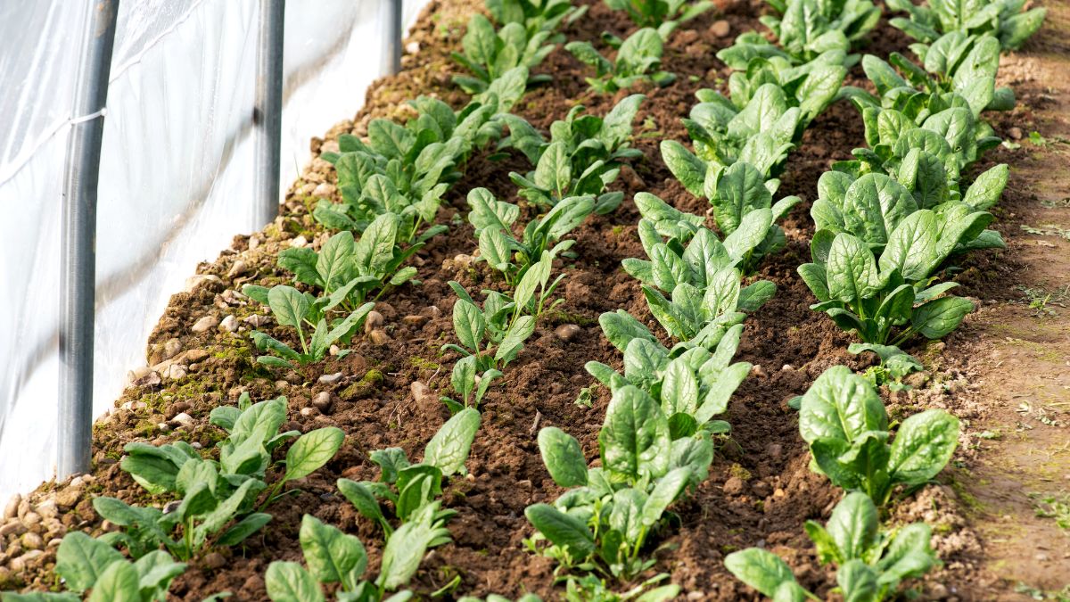 How to Grow Spinach: A Step-by-Step Guide