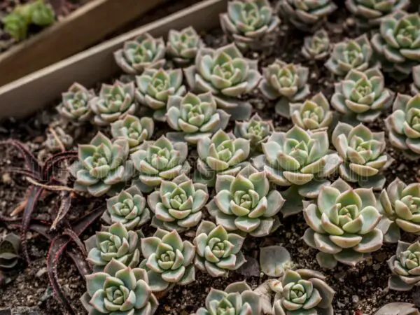 How to Grow Succulents: Care, Propagation, and Troubleshooting Tips