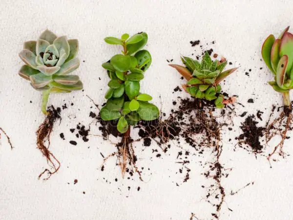 How to Grow Succulents from Cuttings: A Step-by-Step Guide