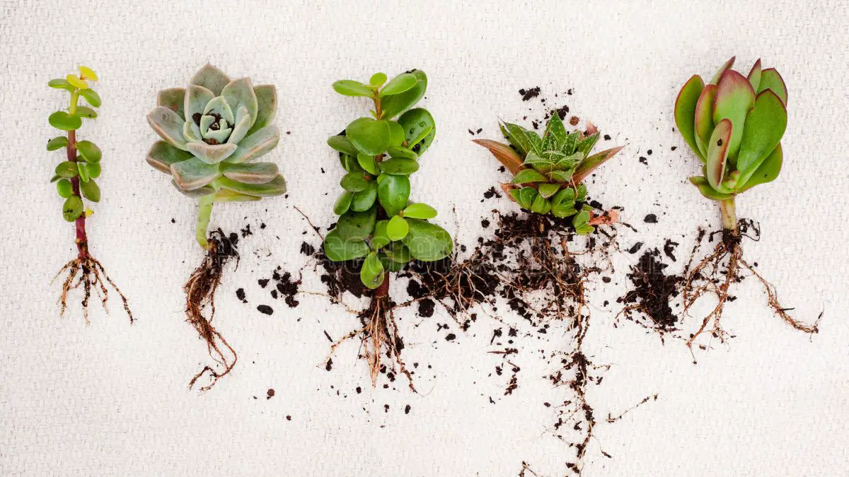 How to Grow Succulents from Cuttings: A Step-by-Step Guide