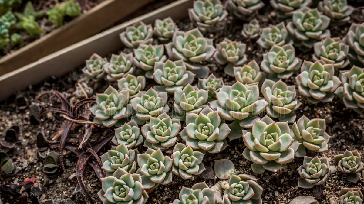 How to Grow Succulents: Care, Propagation, and Troubleshooting Tips
