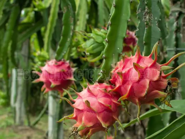 How to Grow a Dragon Fruit Plant Successfully