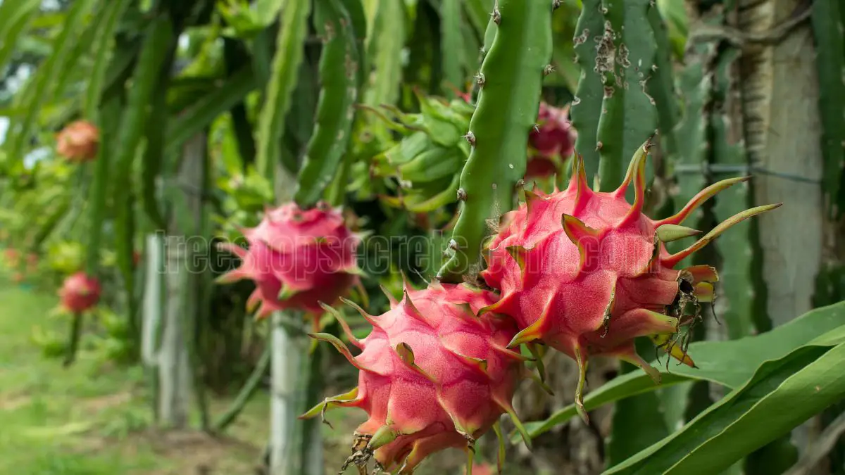 How to Grow a Dragon Fruit Plant Successfully