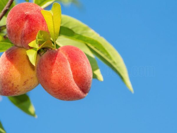 How to Grow a Peach Tree from a Pit in Your Backyard