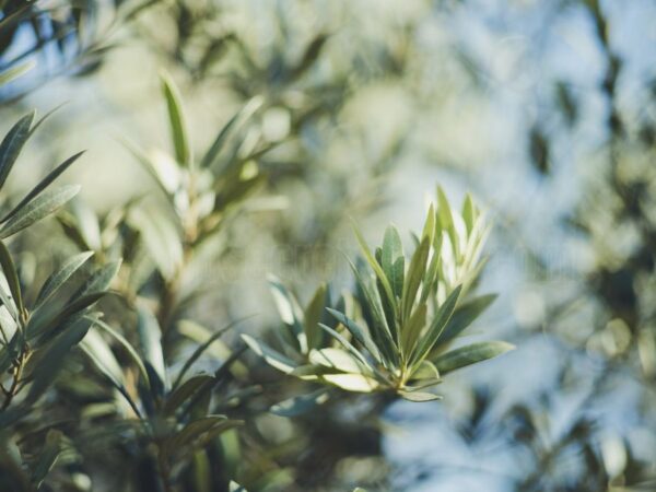 How to Grow an Olive Tree in Your Backyard?