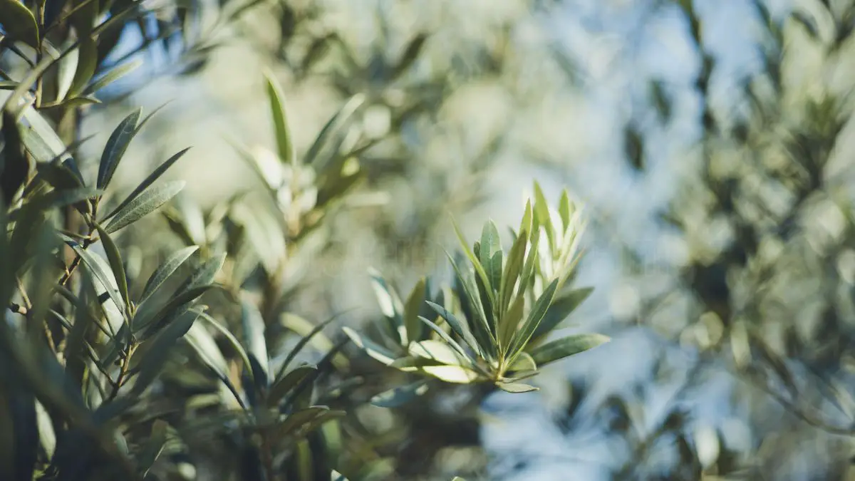 How to Grow an Olive Tree in Your Backyard?