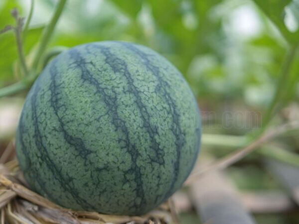 How to Plant and Grow Watermelon: A Complete Guide