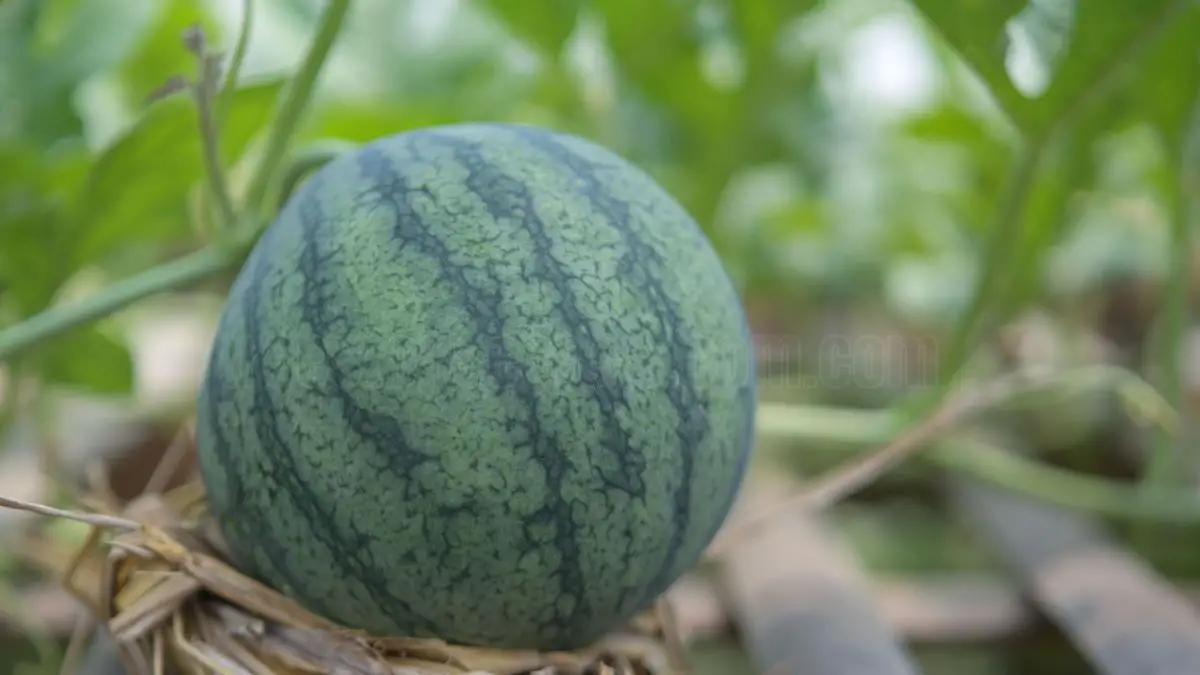 How to Plant and Grow Watermelon: A Complete Guide