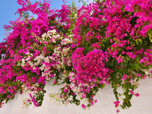 How to Propagate Bougainvillea Cuttings in Water: A Complete Guide