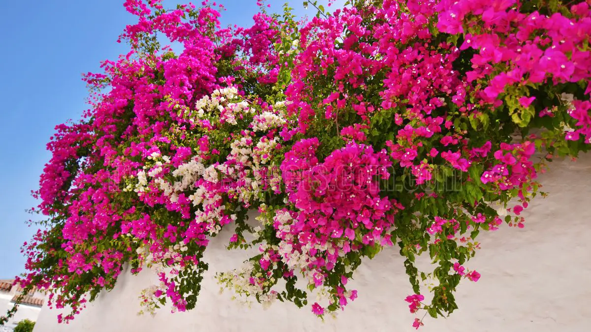 How to Propagate Bougainvillea Cuttings in Water: A Complete Guide