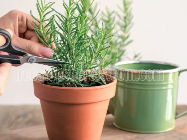 How to Propagate Rosemary from Cuttings for a Thriving Garden