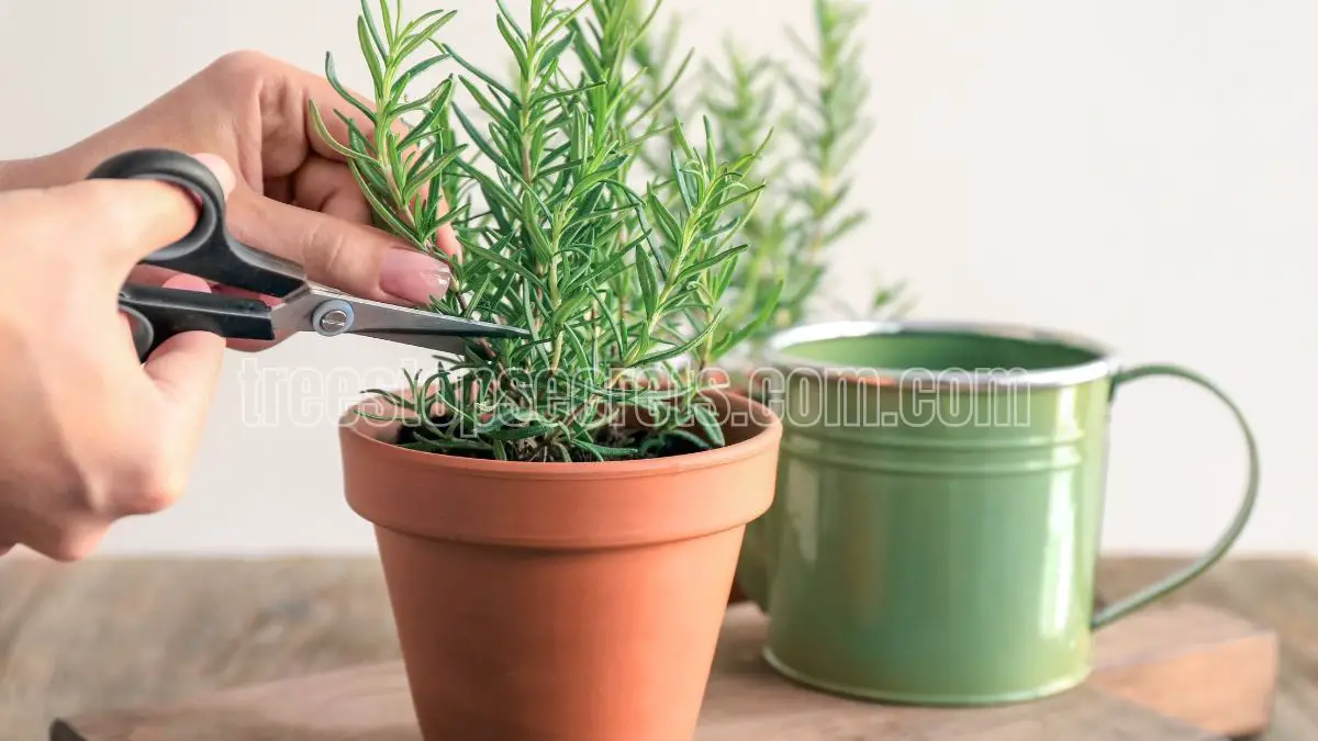 How to Propagate Rosemary from Cuttings for a Thriving Garden