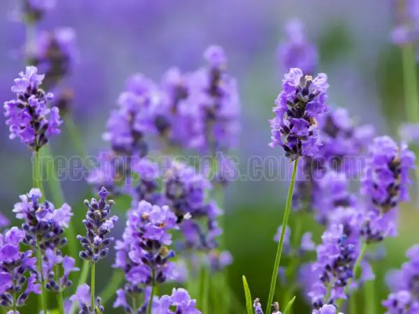 How to Successfully Grow Lavender Indoors: Tips and Techniques