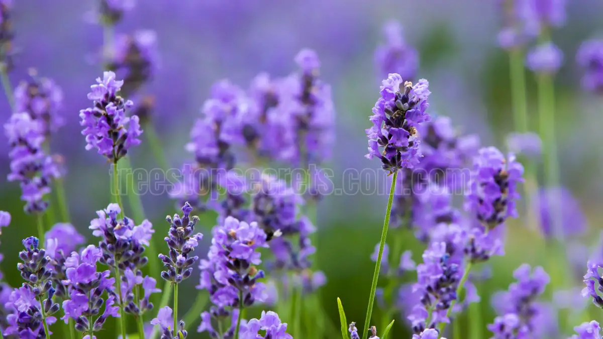 How to Successfully Grow Lavender Indoors: Tips and Techniques