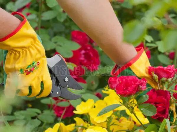 How to Successfully Grow Rose Cuttings