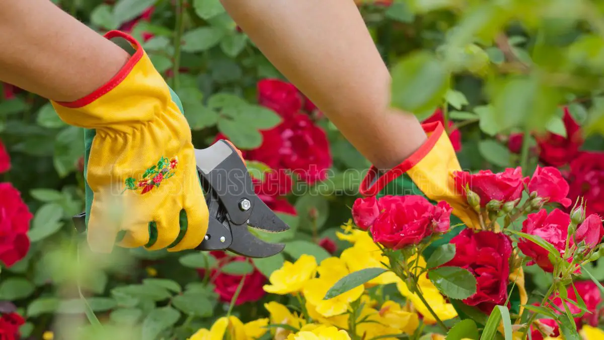 How to Successfully Grow Rose Cuttings