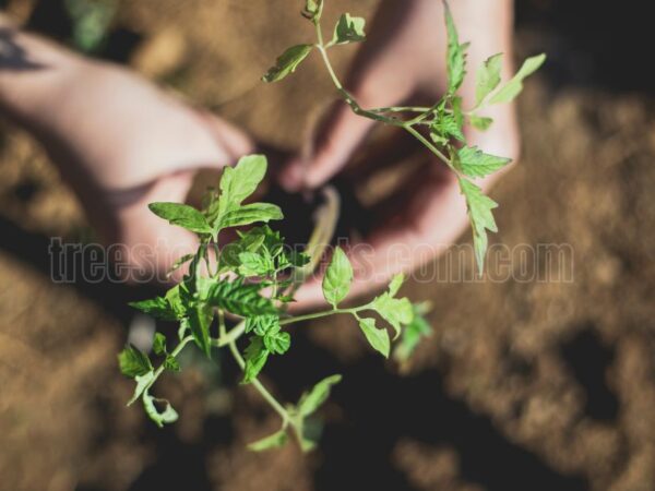 How to Successfully Propagate Plants from Stem Cuttings