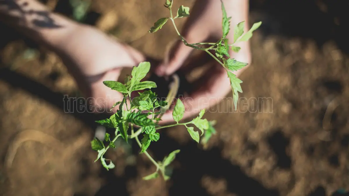 How to Successfully Propagate Plants from Stem Cuttings