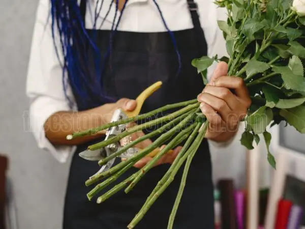 How to Successfully Propagate Rose Stems from Cuttings