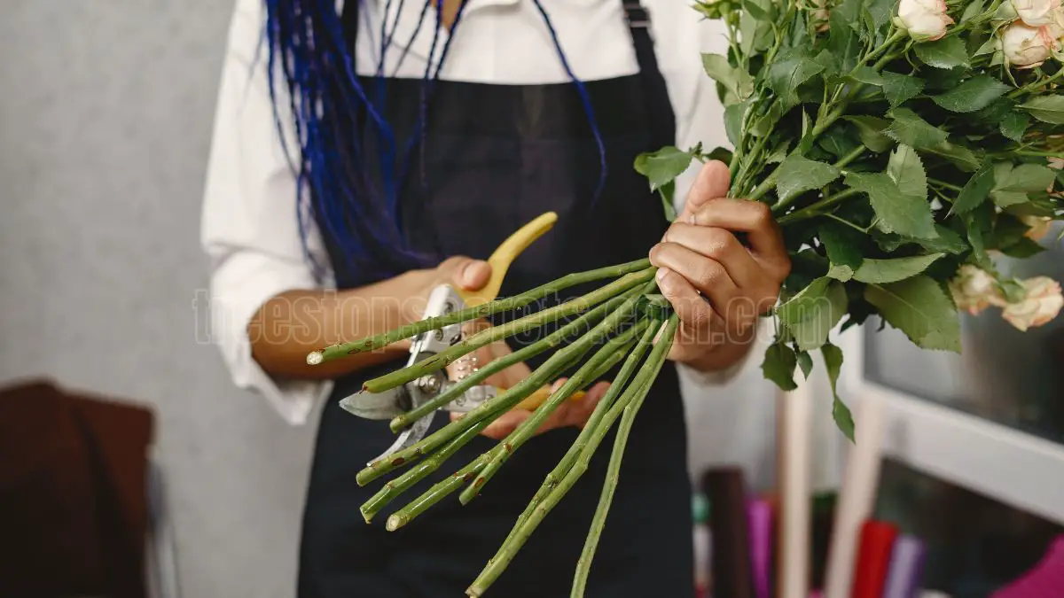 How to Successfully Propagate Rose Stems from Cuttings