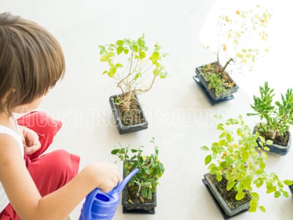How to Take Care of Indoor Plants for Beginners