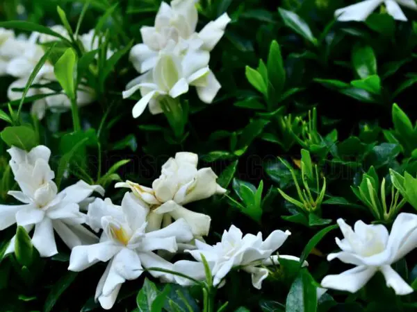 How to care for your indoor gardenia plant: expert tips and advice