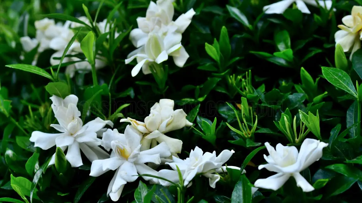 How to care for your indoor gardenia plant: expert tips and advice