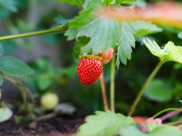 How to grow strawberries from seeds or transplants