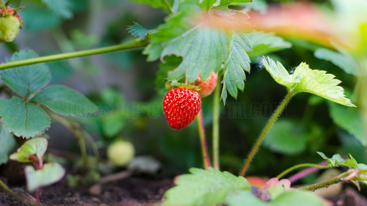 How to grow strawberries from seeds or transplants